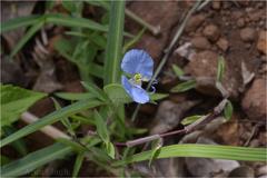 Commelina clavata